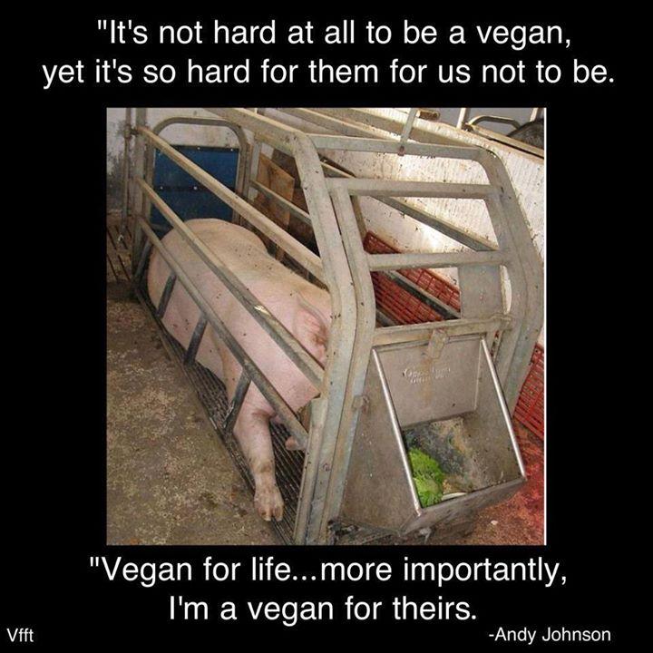 Reduce Torture by Not eating meat