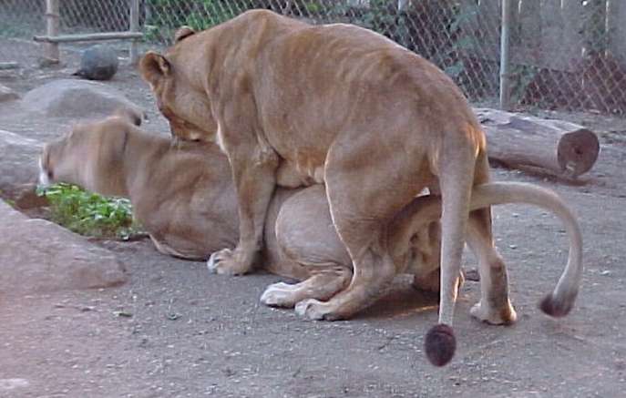 Lioness Homosexuality