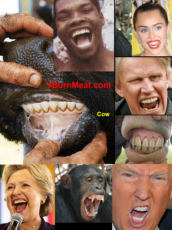 Teeth Human Herbivore Omnivore Animal