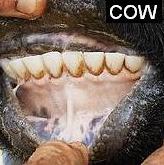 Cow's Teeth