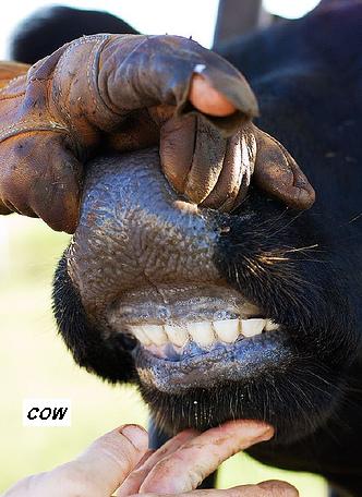 Cow's Teeth