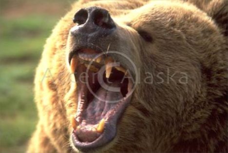 Grizzly Bear's Teeth